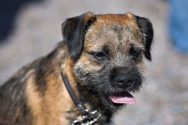 BORDER TERRIER 